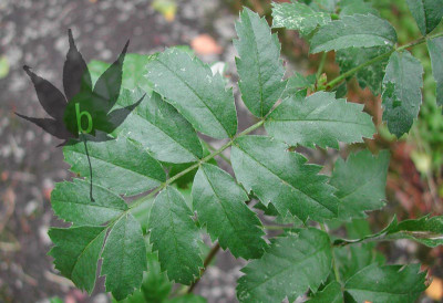 sorbus_domestica_01.jpg