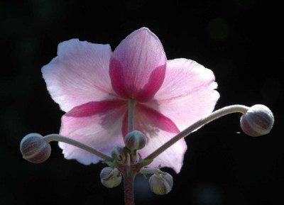 A5085a_Large.JPG