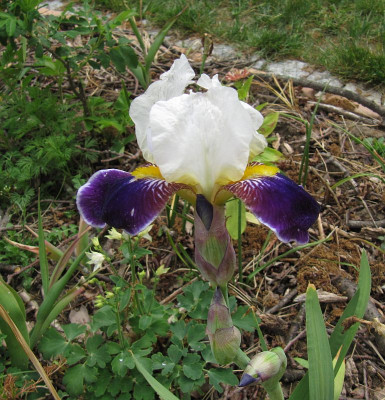 IMG_9888_Iris_Wabash_23Mai2020_.jpg