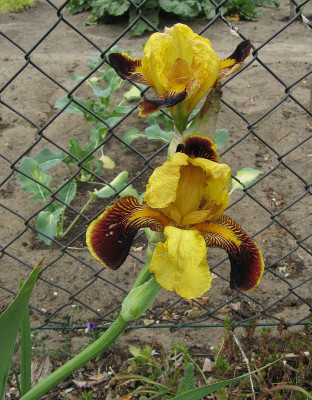 IMG_9924_Iris_23Mai2020_.jpg