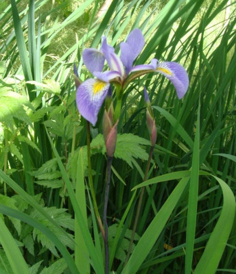 Iris robusta Gerald Darby20.jpg