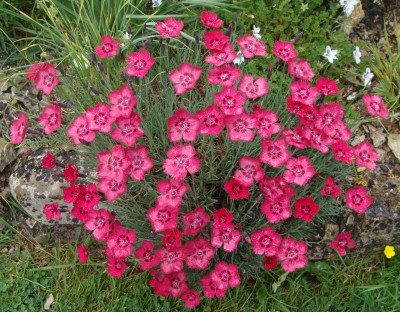 Dianthus Bodensee morgenrot20.jpg