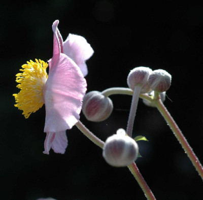 A5086a_Large.JPG