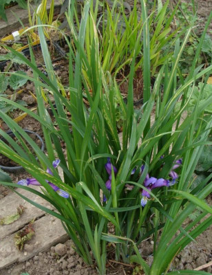 Iris spec20.jpg