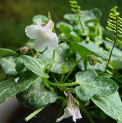 Viola spec20-5.jpg