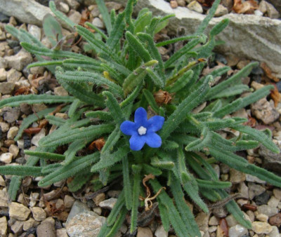 Anchusa caespitosa20.jpg