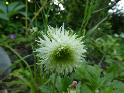 Anemone 'Polish Star' 200521.jpg