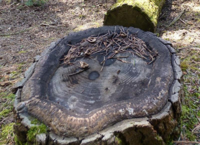 Abies concolor living stump.jpg