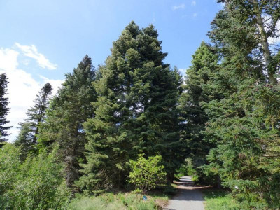 Abies concolor stand.jpg
