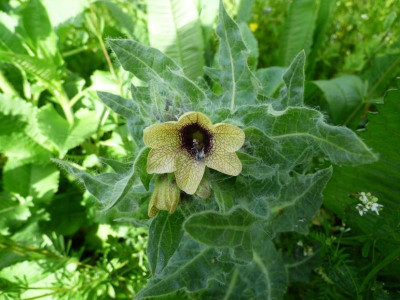 Hyoscyamus niger Bluete.jpg