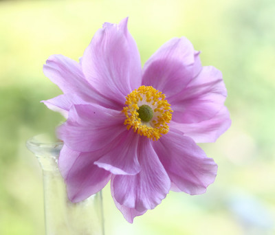 Anemone-japonica-Must-have.jpg