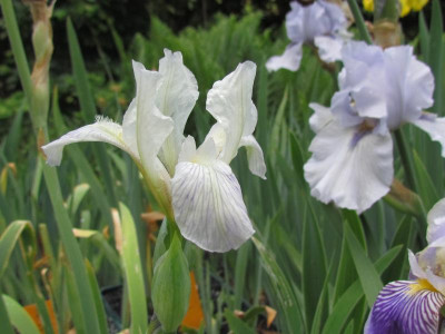 Spec variegata weiß.JPG