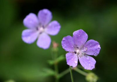 Weinende-Geranium.jpg