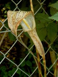 arisaema_nepentoides_var_bungei.jpg