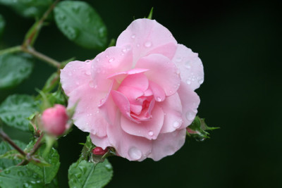 Bonica-im-Regen-4.jpg