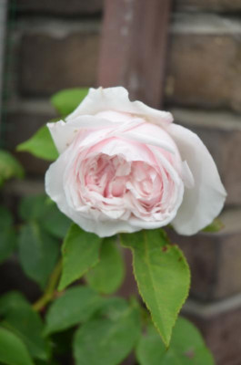 D5994.JPG