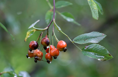 Rosa-Glauca.jpg