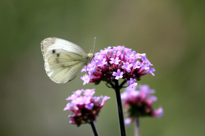 Kohlweiling-auf-Verbena-bo.jpg