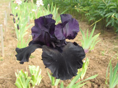 TB Black is Black.JPG