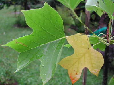 liriodendron_tulipifera_bl2.jpg