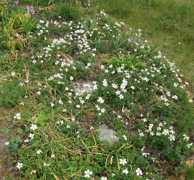 IMG_9996_Vorgarten_23Mai2020_.jpg