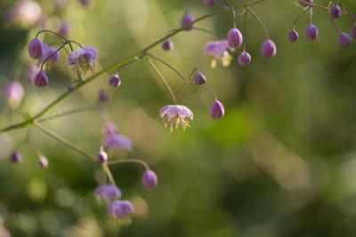 thalictrum_delavayi.jpg