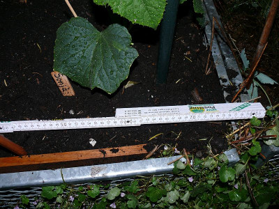 200524_Gurke_Abstand.jpg