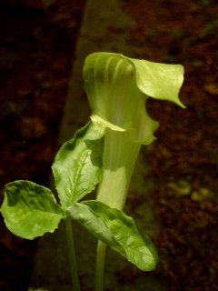 arisaema_nipponicum.jpg