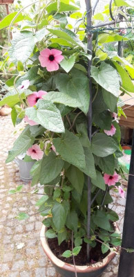 thunbergia rosa.jpg