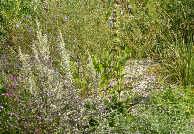 baptisia_2016_sommer.jpg