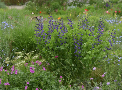 baptisia_2020_mai.jpg