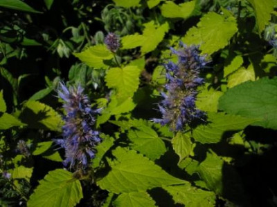 Agastache_Golden_Jubilee.JPG