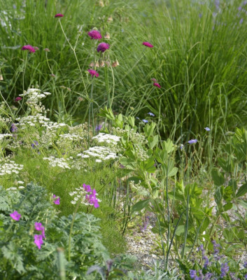 baptisia_2017_mai.jpg