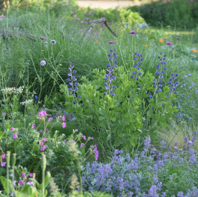 baptisia_2018_mai.jpg