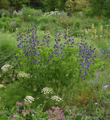 baptisia_2019_mai.jpg