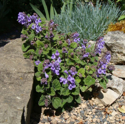 Scultellaria indica japonica20-66.jpg