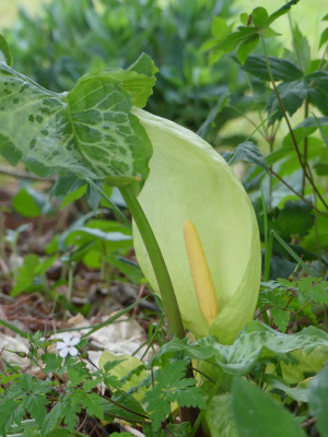 2020-05-25 Arum italicum 'Lady Aron'.jpg