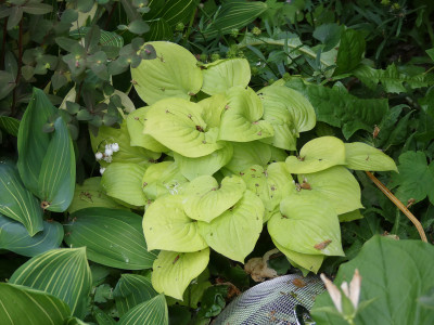 2020-05-25 Hosta 'Alaska Gold'.jpg