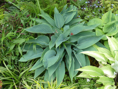 2020-05-25 Hosta 'Awakening Angel'.jpg