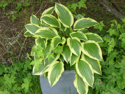 2020-05-25 Hosta 'Bold Ribbons'.jpg