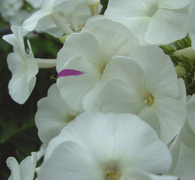 Phlox_fars_2007.jpg