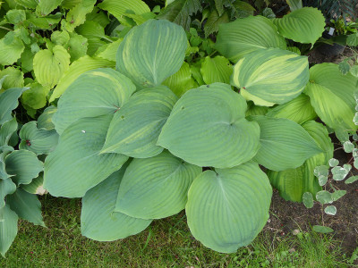 2020-05-25 Hosta 'Chiemsee Angel'.jpg