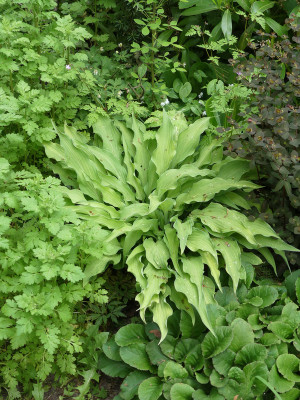 2020-05-25 Hosta 'Curly Fries' 1.jpg