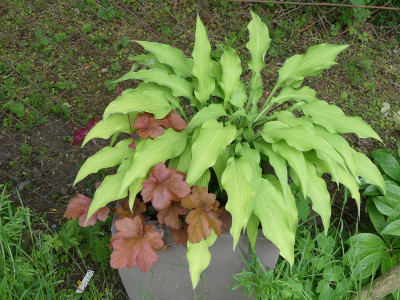 2020-05-25 Hosta 'Curly Fries' 2.jpg