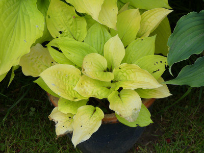 2020-05-25 Hosta 'Fire Island'.jpg