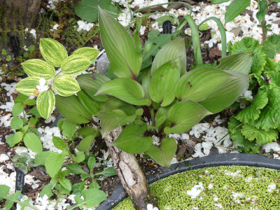 2020-05-25 Hosta 'First Blush'.jpg