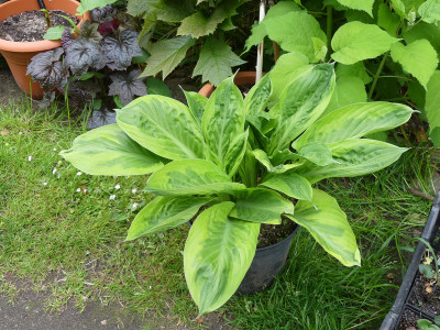 2020-05-25 Hosta 'Foxfire Palm Sunday'.jpg