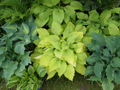 2020-05-25 Hosta 'Frühlingssonne'.jpg
