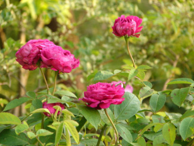 roseinschwerdorff.JPG