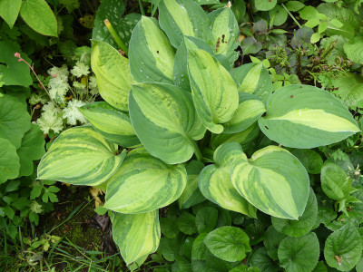 2020-05-25 Hosta 'Gipsy Rose'.jpg